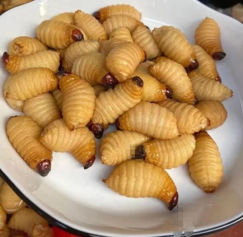 竹笋虫