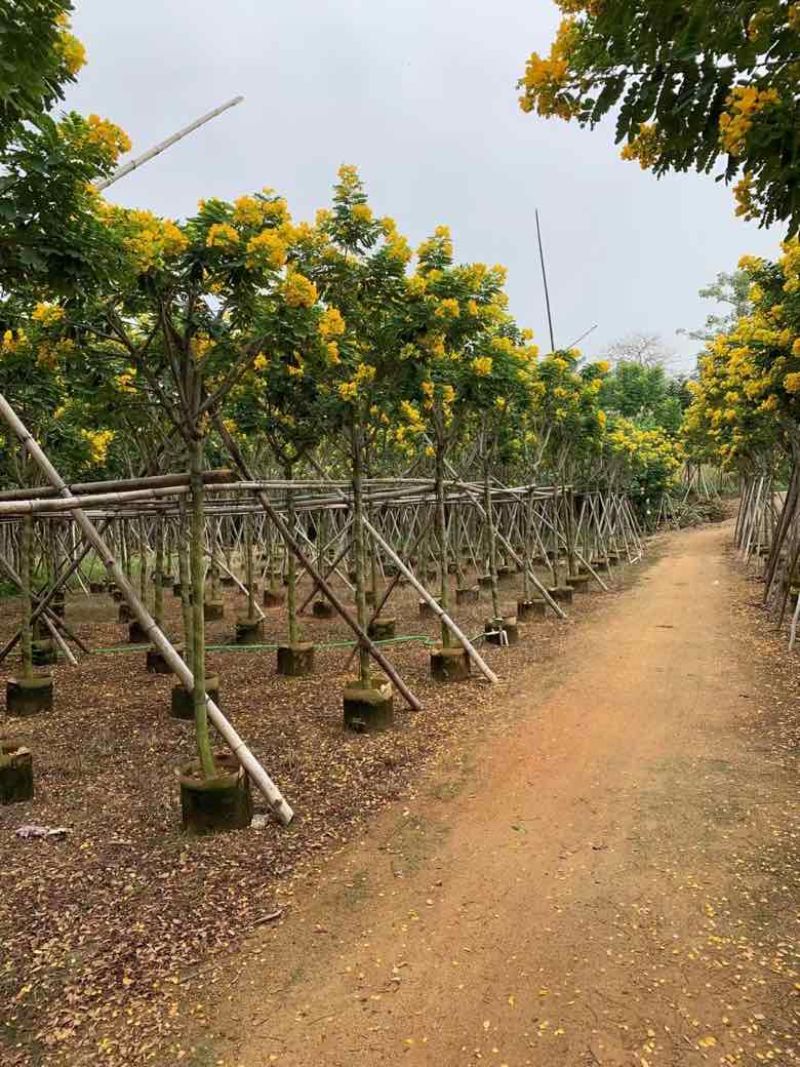 黄花槐3-10分，截杠，骨架，全冠，各种规格，大量现货