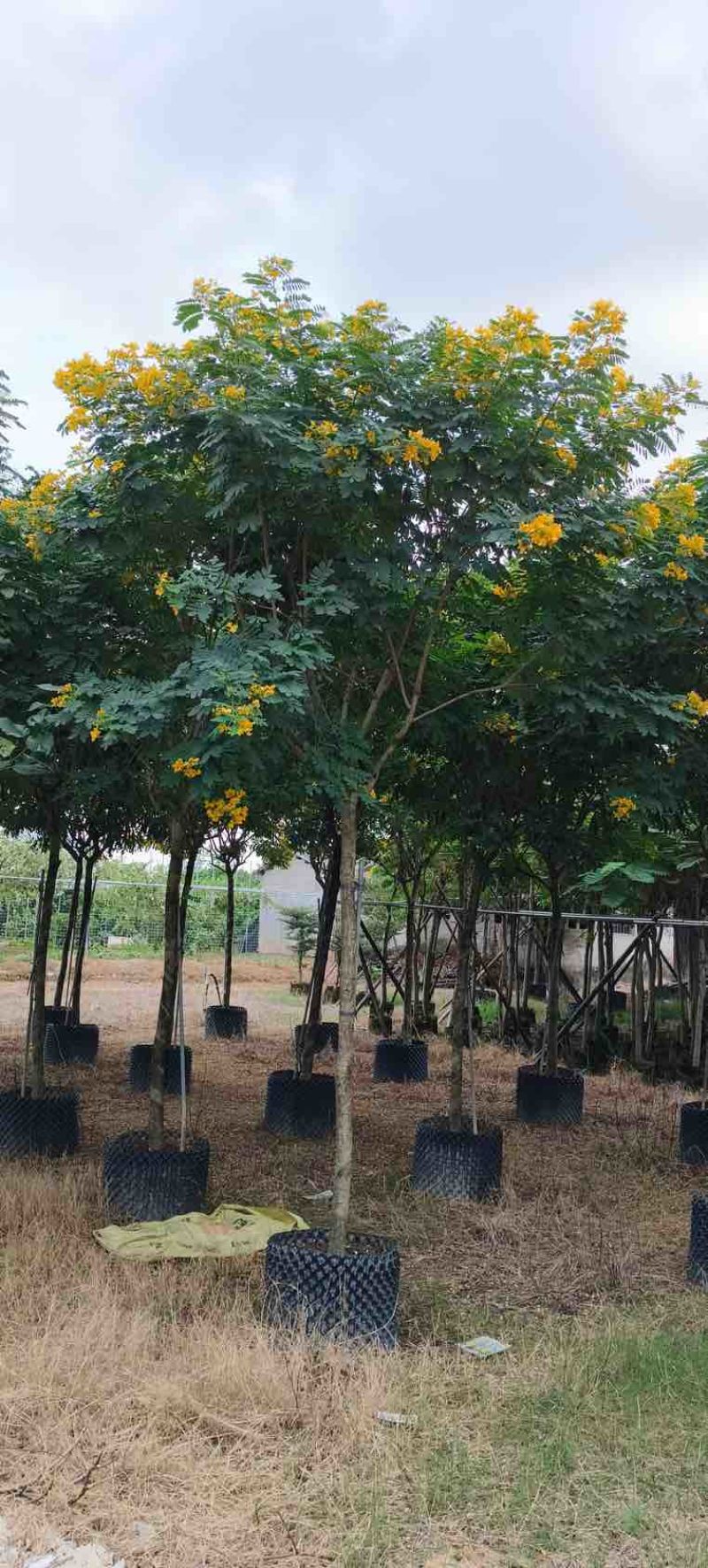 黄花槐3-10分，截杠，骨架，全冠，各种规格，大量现货