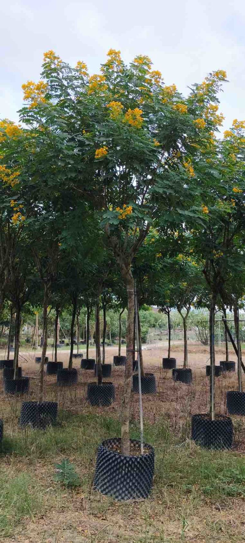 黄花槐3-10分，截杠，骨架，全冠，各种规格，大量现货