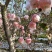 山西省芮城苹果