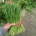 柘城韭菜，精品头茬