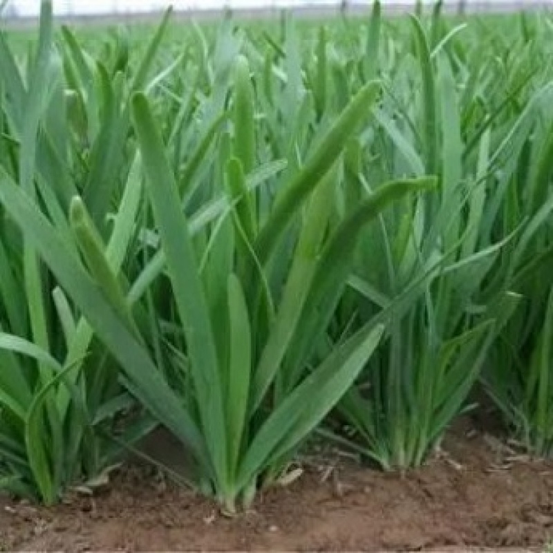 柘城韭菜，精品头茬