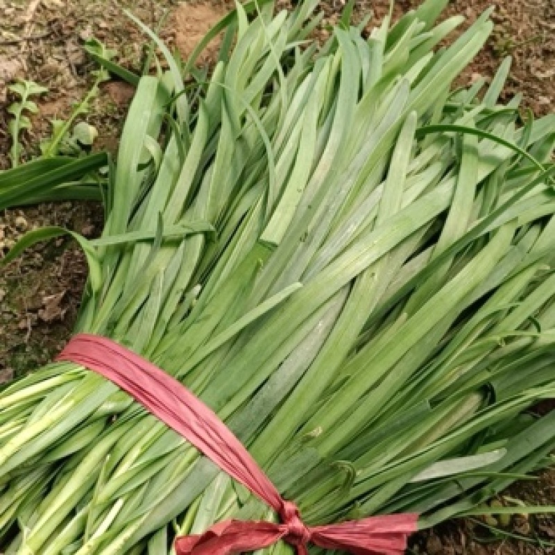 柘城韭菜，精品头茬
