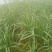 柘城韭菜，精品头茬