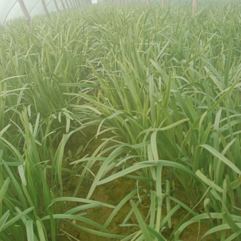 柘城韭菜，精品头茬
