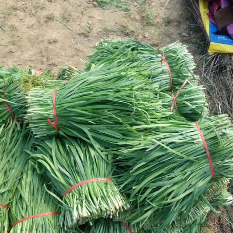 柘城韭菜，精品头茬