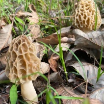秦岭野生羊肚菌