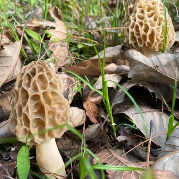 秦岭野生羊肚菌