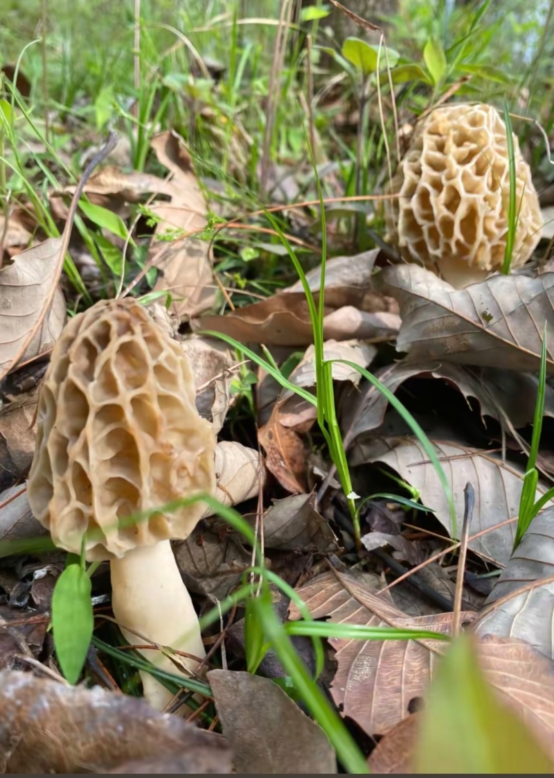 秦岭野生羊肚菌
