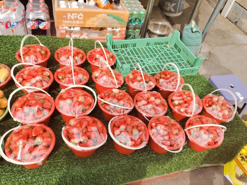 山东香野草莓