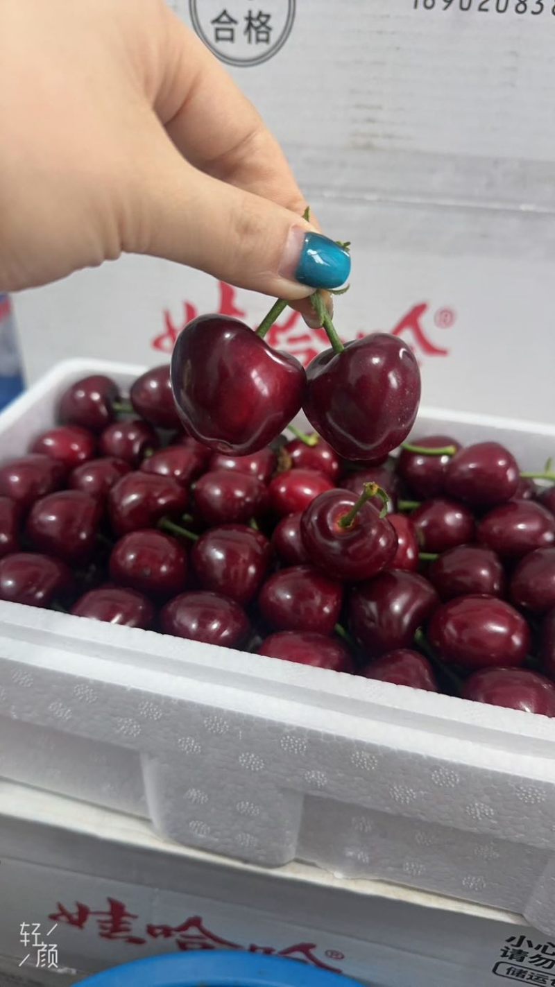 美早樱桃大果
