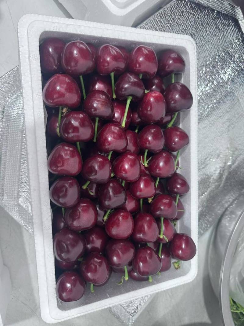 美早樱桃大果