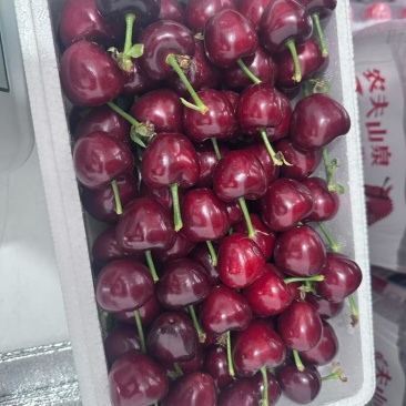 美早樱桃大果