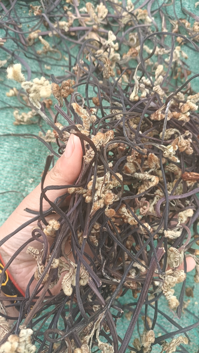 贵州野生干蕨苔