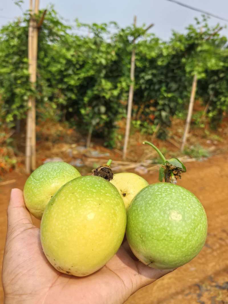 百香果