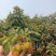 荔枝