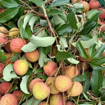 荔枝