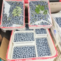 蓝莓