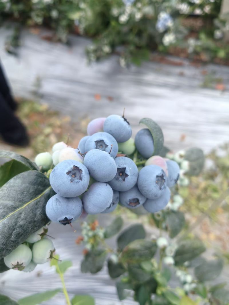 蓝莓