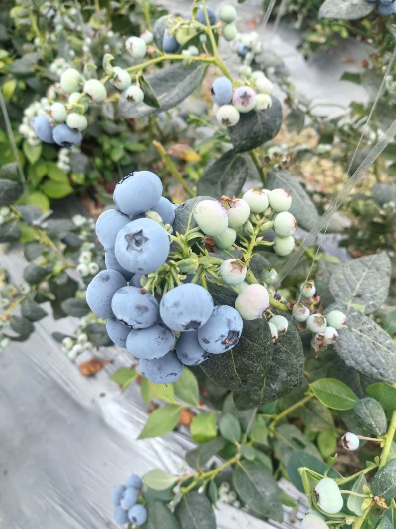 蓝莓