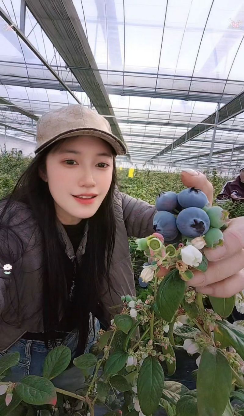 上海松江蓝莓