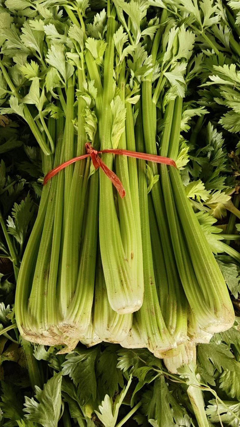 法国皇后西芹