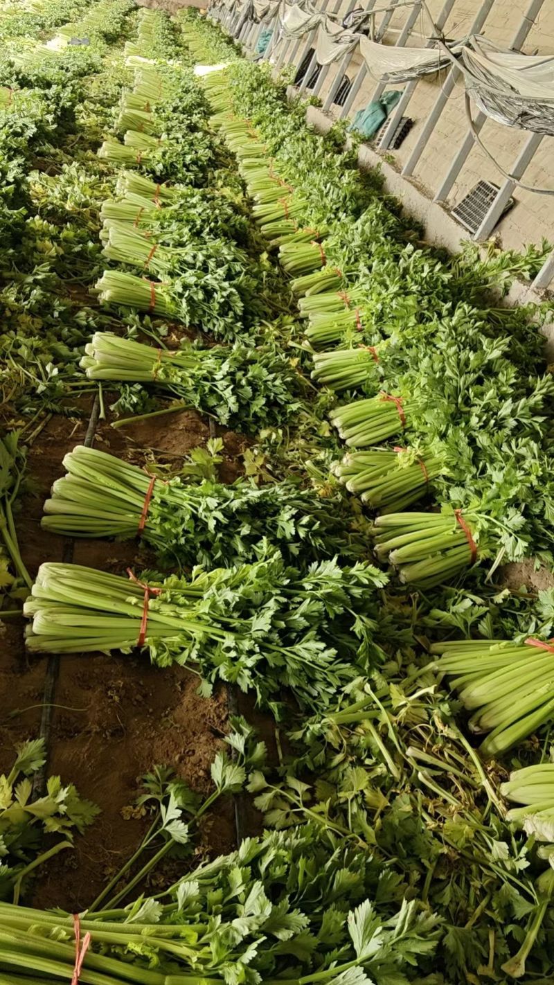 法国皇后西芹