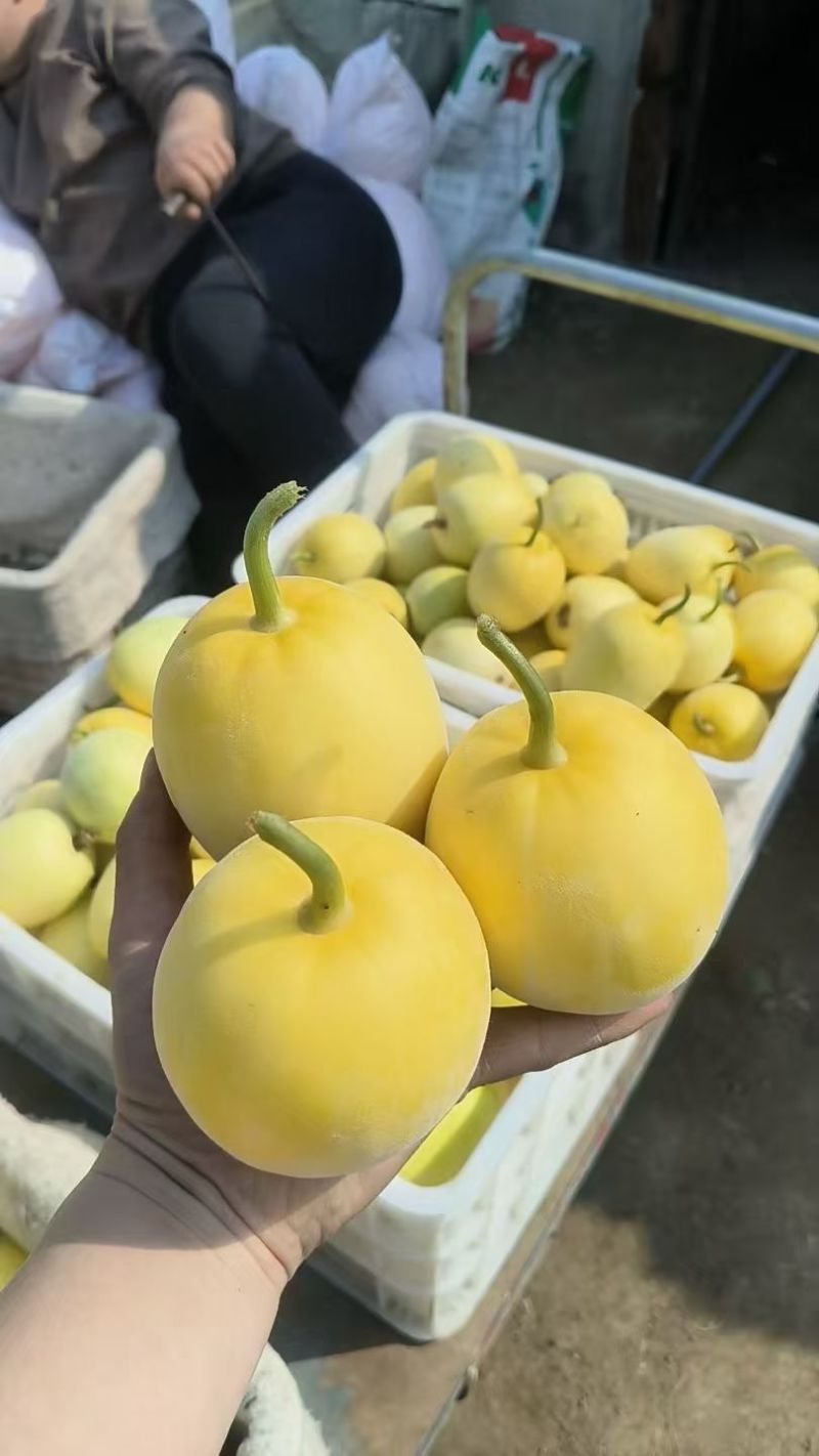 山东临沂星甜20小蜜罐甜瓜