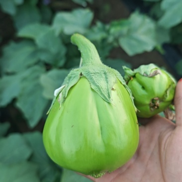 茄子