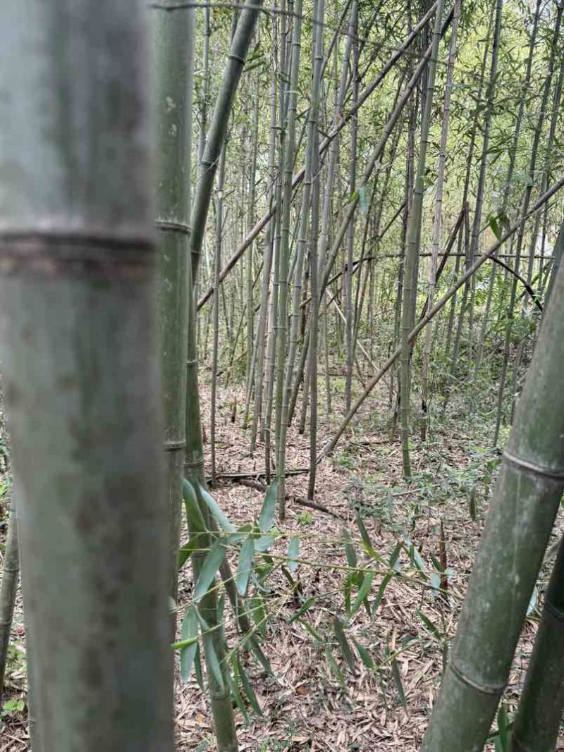 需要的可以联系我