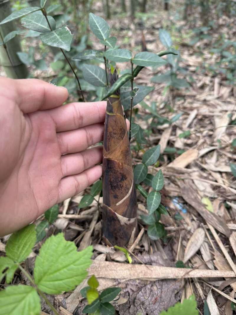 需要的可以联系我