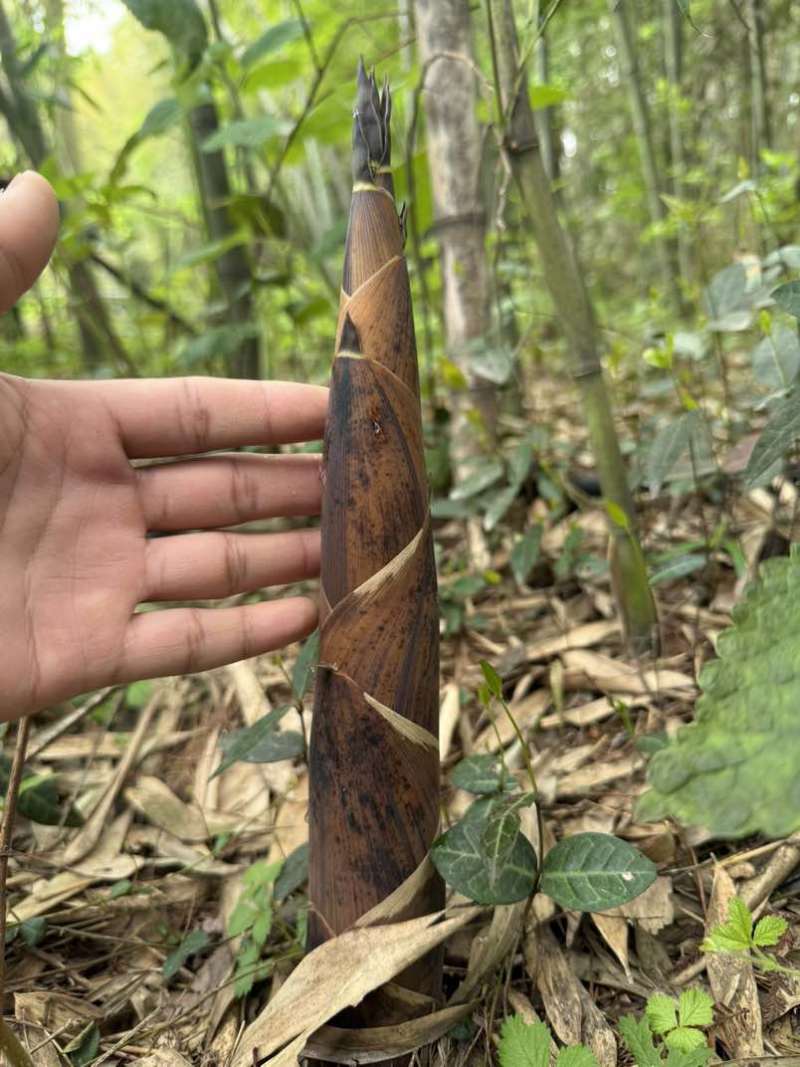 需要的可以联系我
