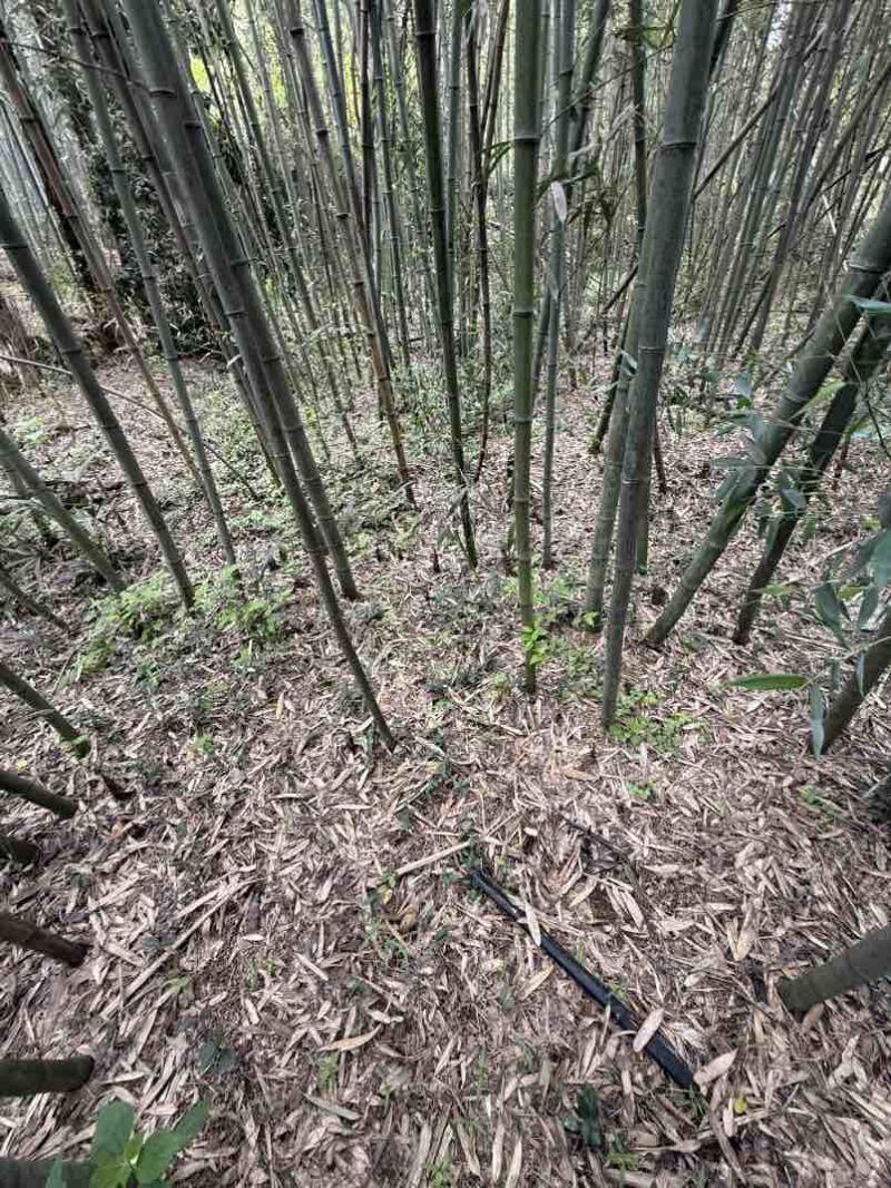需要的可以联系我