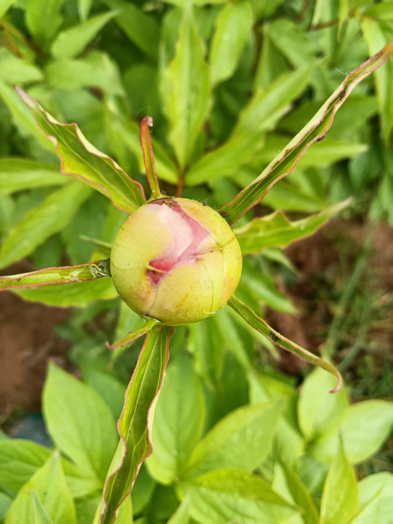 自家种的芍药鲜切花