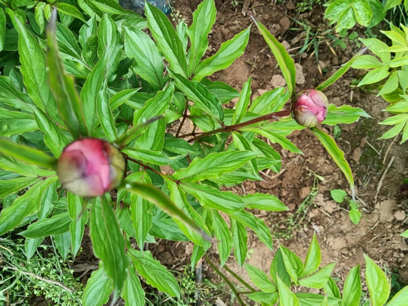 自家种的芍药鲜切花