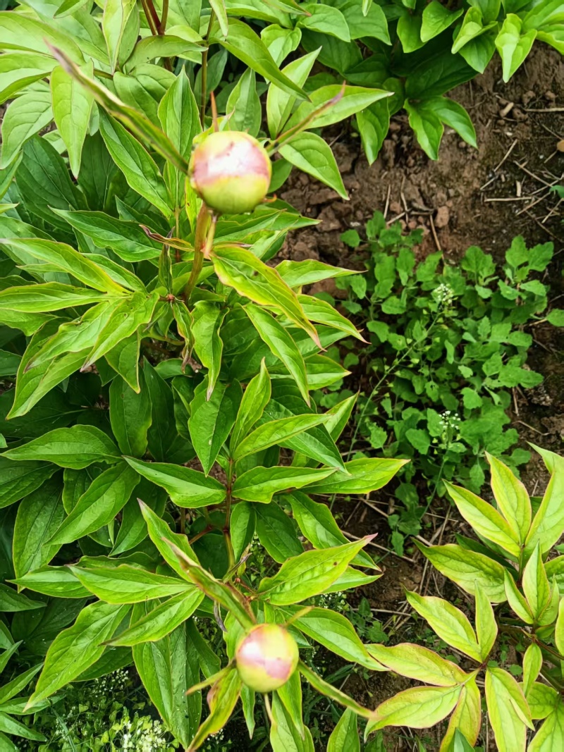 自家种的芍药鲜切花