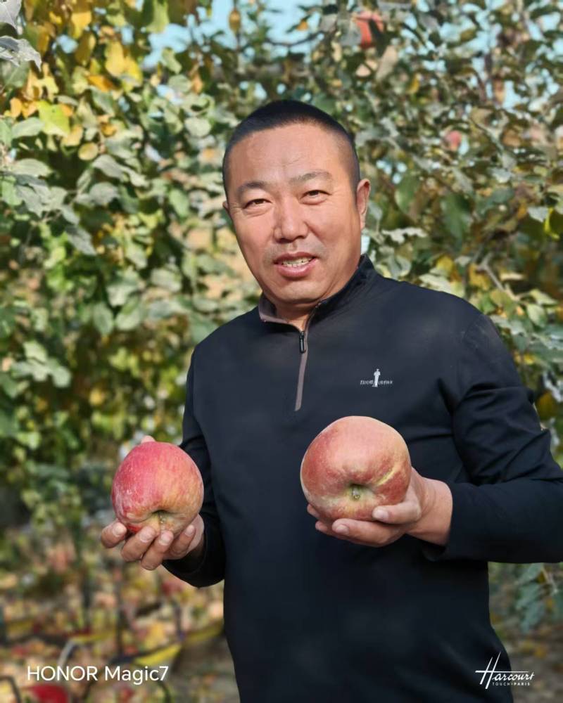 新疆阿克苏冰糖心苹果大量有货