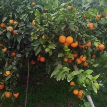 沃柑