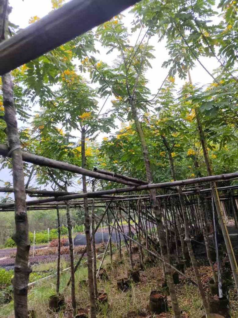 黄花槐3-10分，截杠，骨架，全冠，各种规格，大量现货