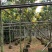 黄花槐3-10分，截杠，骨架，全冠，各种规格，大量现货