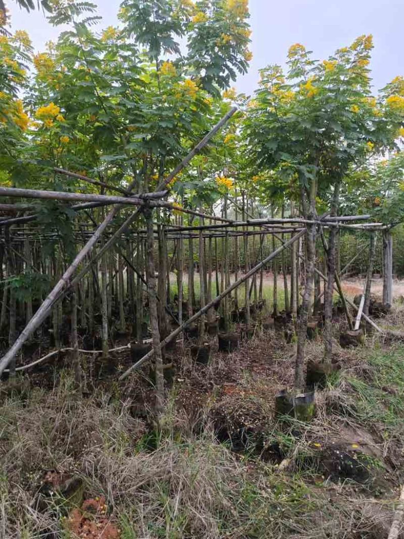 黄花槐3-10分，截杠，骨架，全冠，各种规格，大量现货