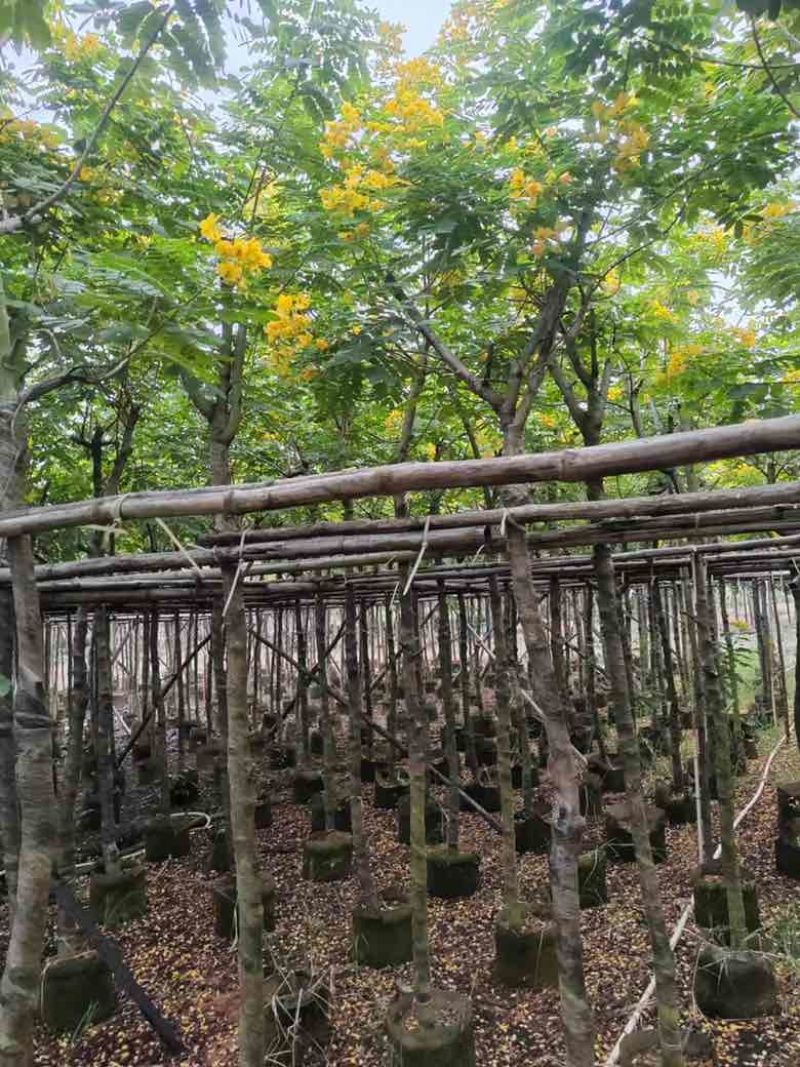 黄花槐3-10分，截杠，骨架，全冠，各种规格，大量现货