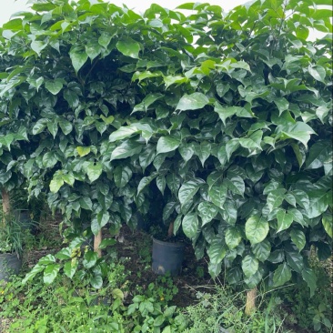 幸福树