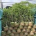 四季桂花1-5分，各种规格，大量现货，欢迎咨询