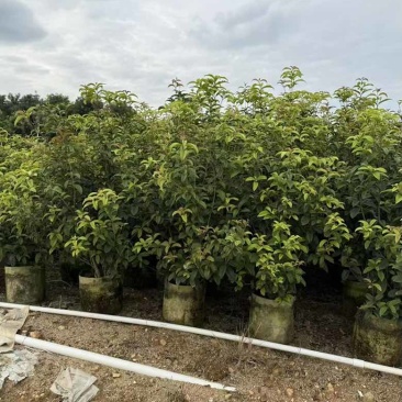 四季桂花1-5分，各种规格，大量现货，欢迎咨询