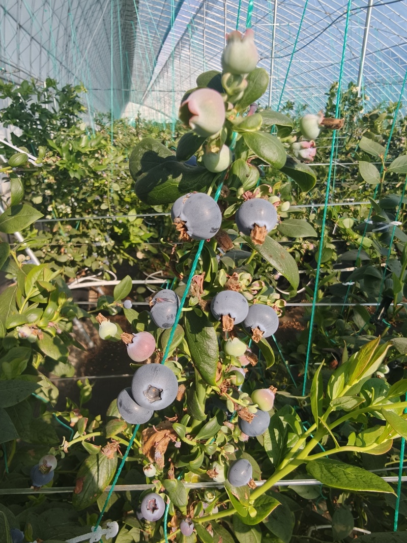 蓝莓