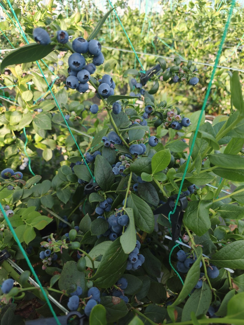 蓝莓