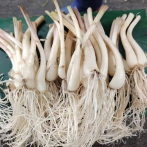 新鲜藠头