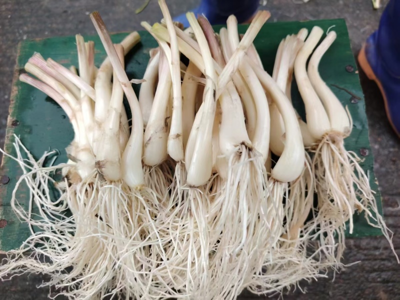 新鲜藠头